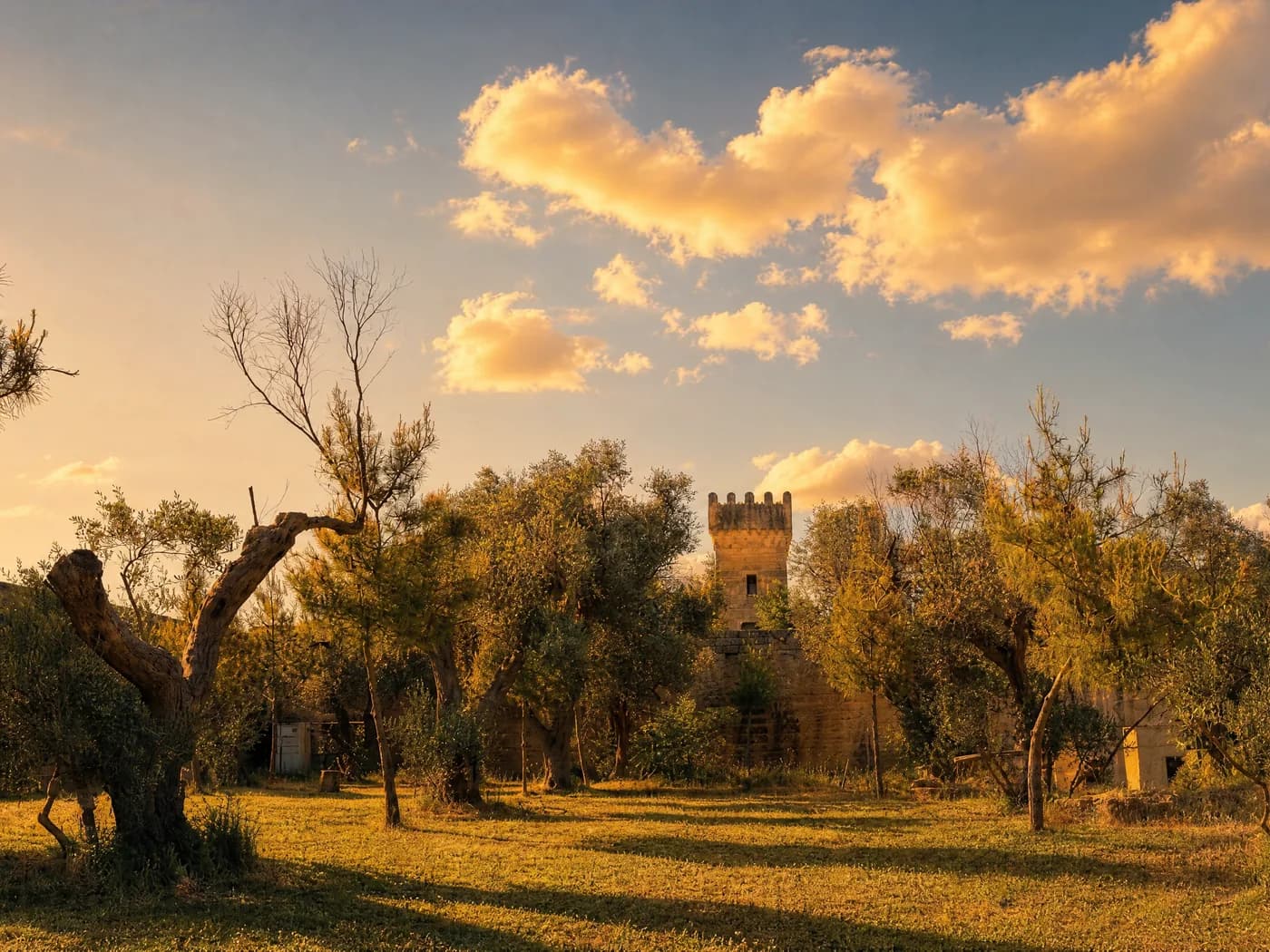 L'uliveto del Malcandrino con la torre sullo sfondo al tramonto